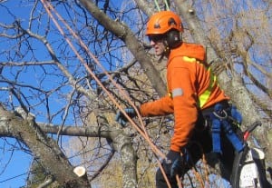 Hudson Tree Services Certified Arborist