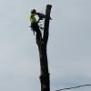 Tree Removal in Oakville, Ontario