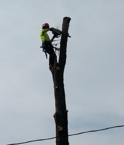 tree removal, Burlington