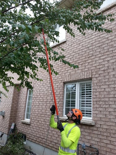 tree pruning, Burlington