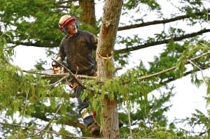 Tree Branch Removal in Toronto, Ontario