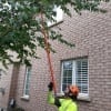 Local Tree Services