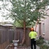 Local Tree Services in Oakville, Ontario