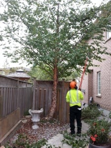 Local Tree Services, Vaughan, ON