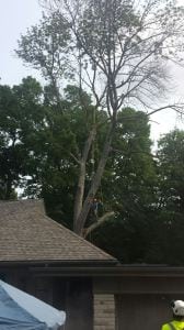 Tree Branch Removal in Burlington, Ontario