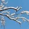 Winter Tree Services