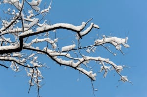 Winter Tree Services, Burlington