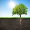 Deep Root Fertilization