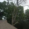 Tree Branch Removal