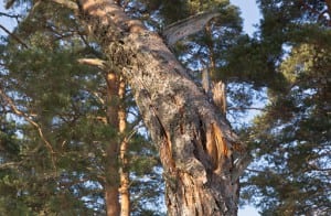 Tree Diseases, Etobicoke, ON
