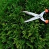 Shrub Pruning, Etobicoke, ON