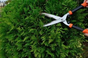 Shrub Pruning, Etobicoke, ON