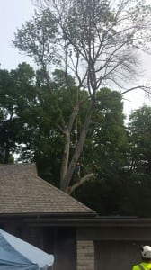 Repairing Storm Damaged Trees in Burlington, Ontario