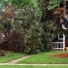 Tree Storm Damage Cleanup & Removal