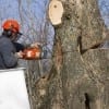 Commercial Tree Services, Burlington, ON