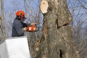 Tree Damage Removal, Toronto, ON
