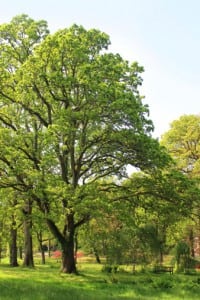 Tree Restoration