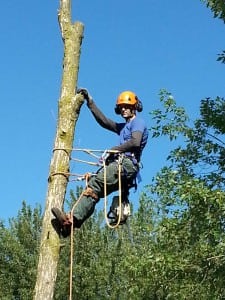 Arborist in Milton, Ontario