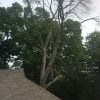 Repairing Storm Damaged Trees in Toronto, Ontario
