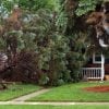 Tree Storm Damage Cleanup & Removal in North York, Ontario