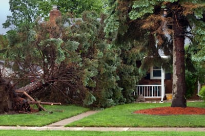 Tree Storm Damage Cleanup & Removal in Toronto, Ontario