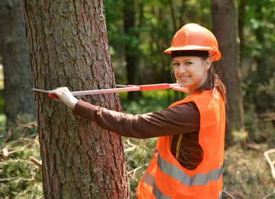 Tree Services in Hamilton, Ontario