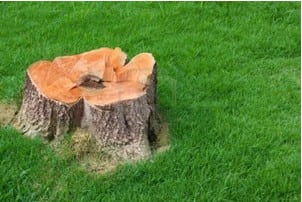 Tree Stump Grinding in Hamilton, Ontario