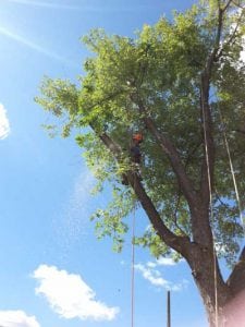 Tree Pruning in Hamilton, Ontario