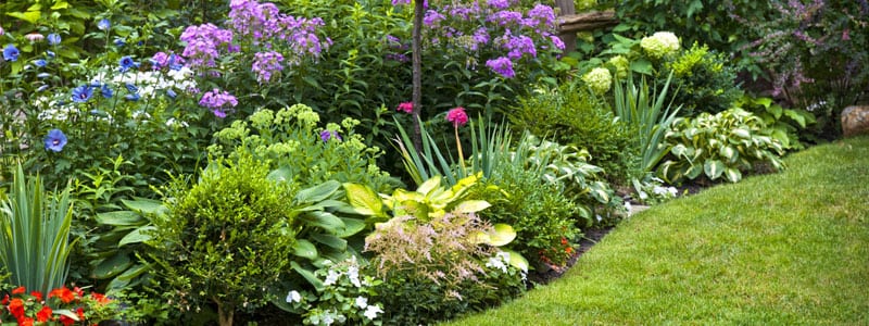 Shrub Planting in Burlington, Ontario