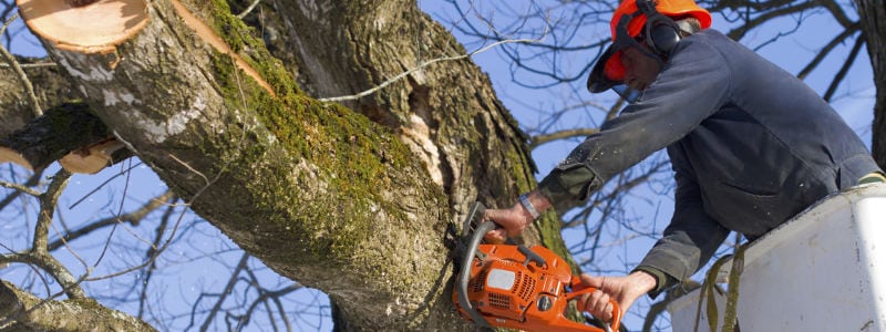 Repairing Storm-Damaged Trees