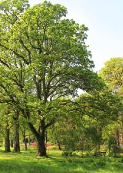 Tree Restoration in Markham, Ontario