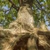 Storm Damage Tree Care