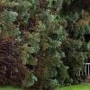 Repairing Storm-Damaged Trees in Markham, Ontario