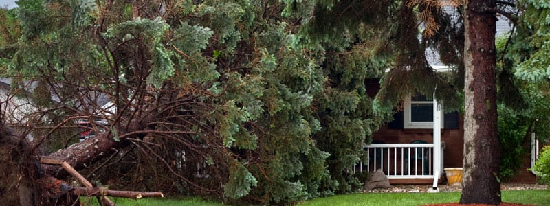 Repairing Storm-Damaged Trees in Markham, Ontario