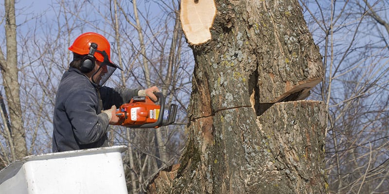 Local Tree Services in Mississauga, Ontario