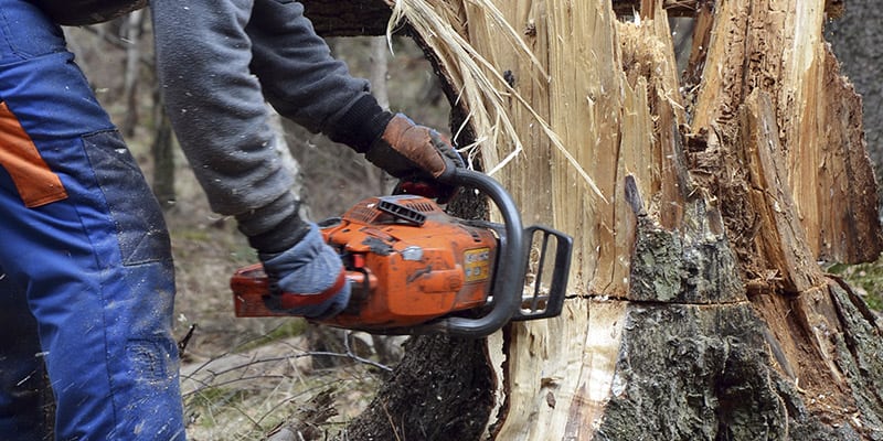 Tree Removal in Mississauga, Ontario