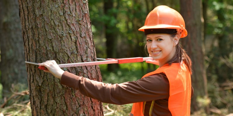 Hire an Arborist in Burlington, Ontario