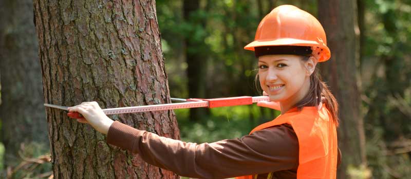 Tree Services in Oakville, Ontario