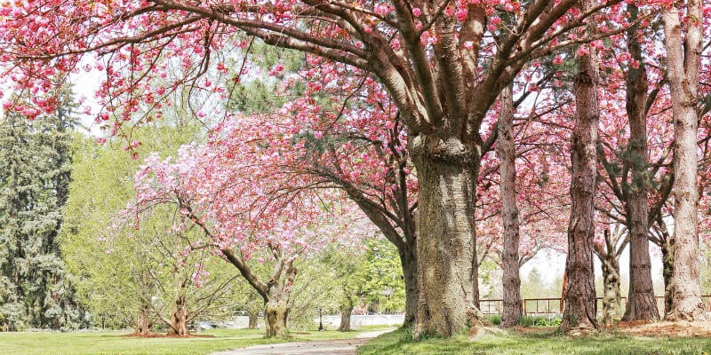 Certified Arborist