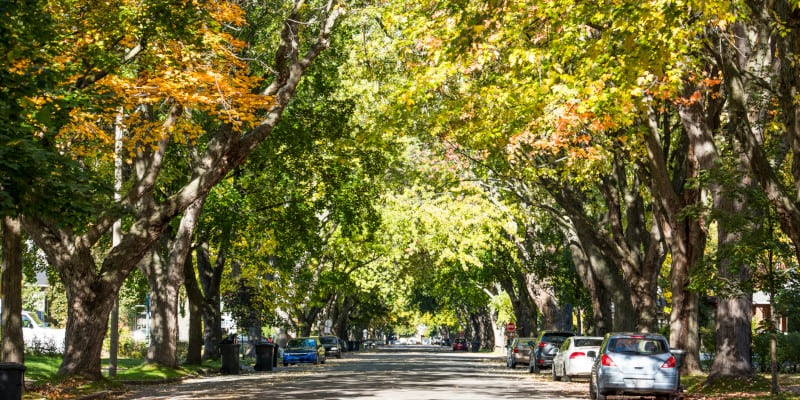 Arborist