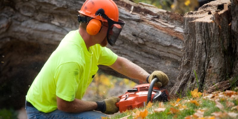tree services you will need in the coming months