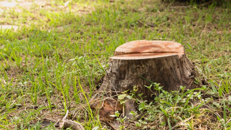 Stump grinding is a great way to get rid of tree stumps for good