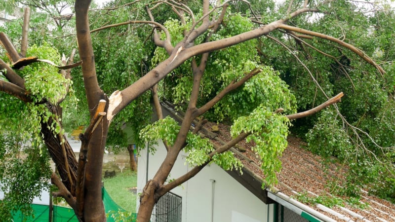 Storm damage tree care is where an experienced arborist will come to your property and assess the damage