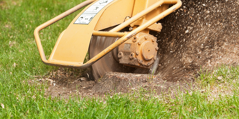 stump grinding service