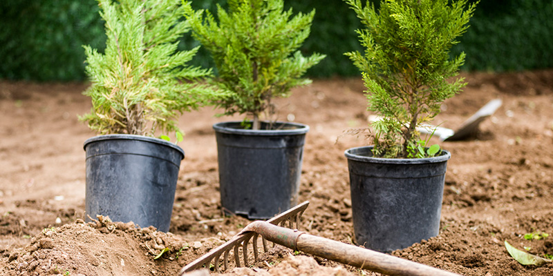look for a good spot for your tree planting