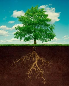 Deep root fertilizing can be very beneficial to your trees.