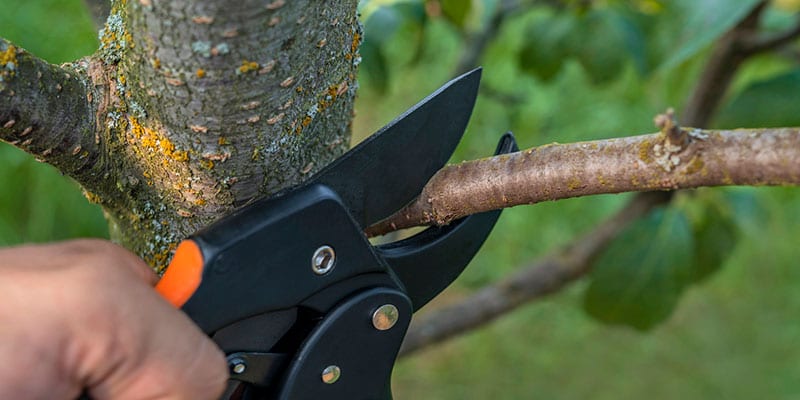 Tree PruningA Beginner’s Guide to Tree Pruning