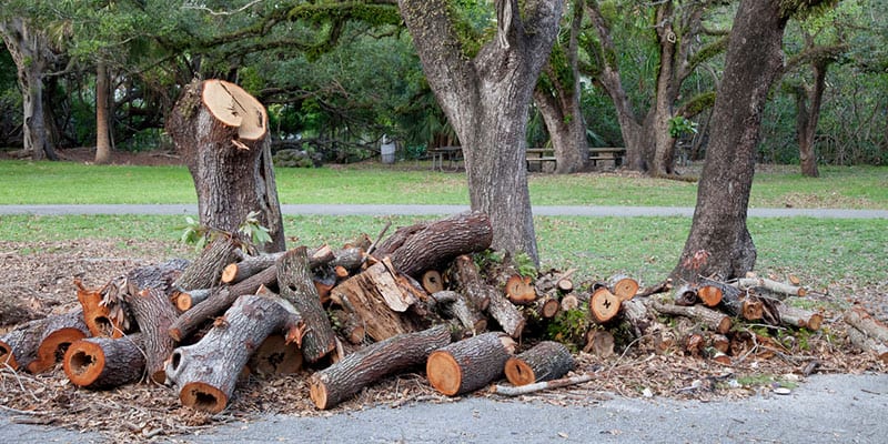 Tree Removal: The Basics