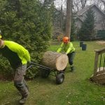 Free Estimate on Tree Removal Services