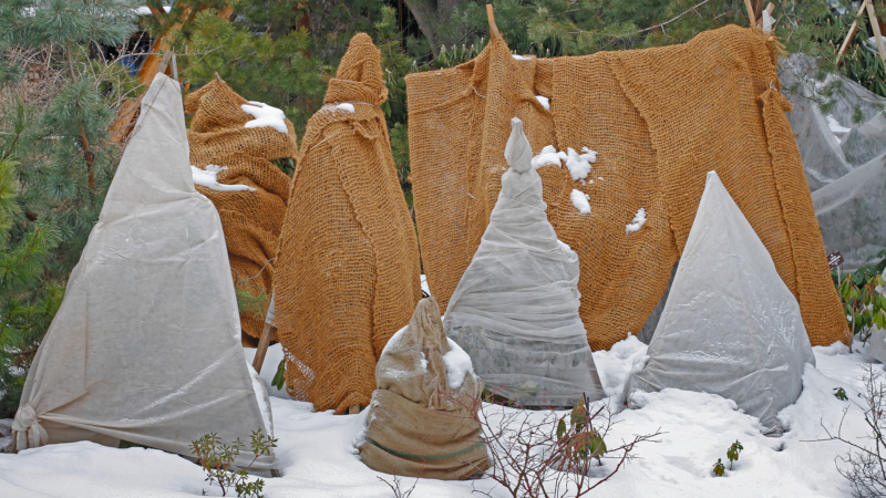 How to Care for Your Trees in The Winter